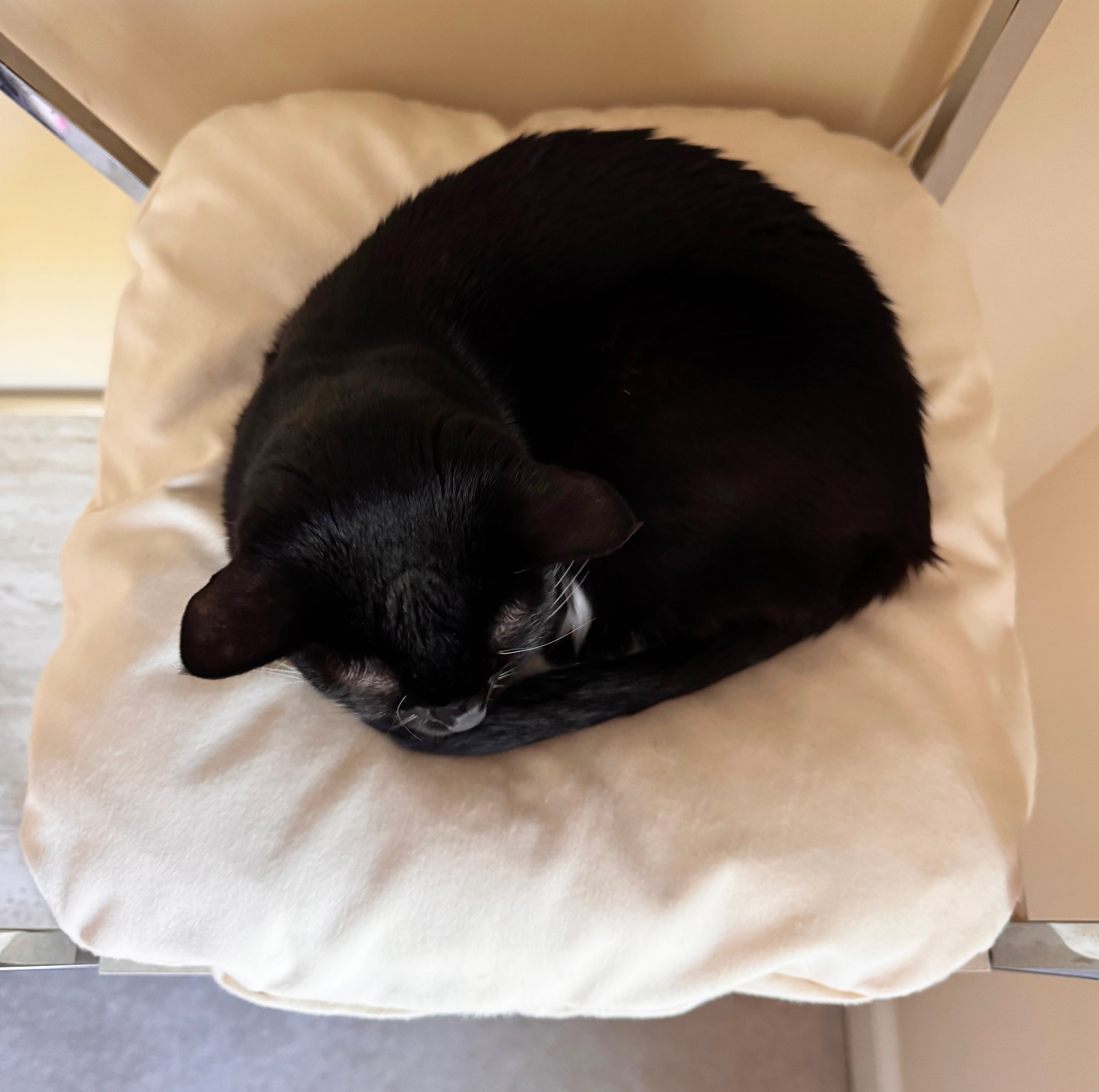 CatBedShelf