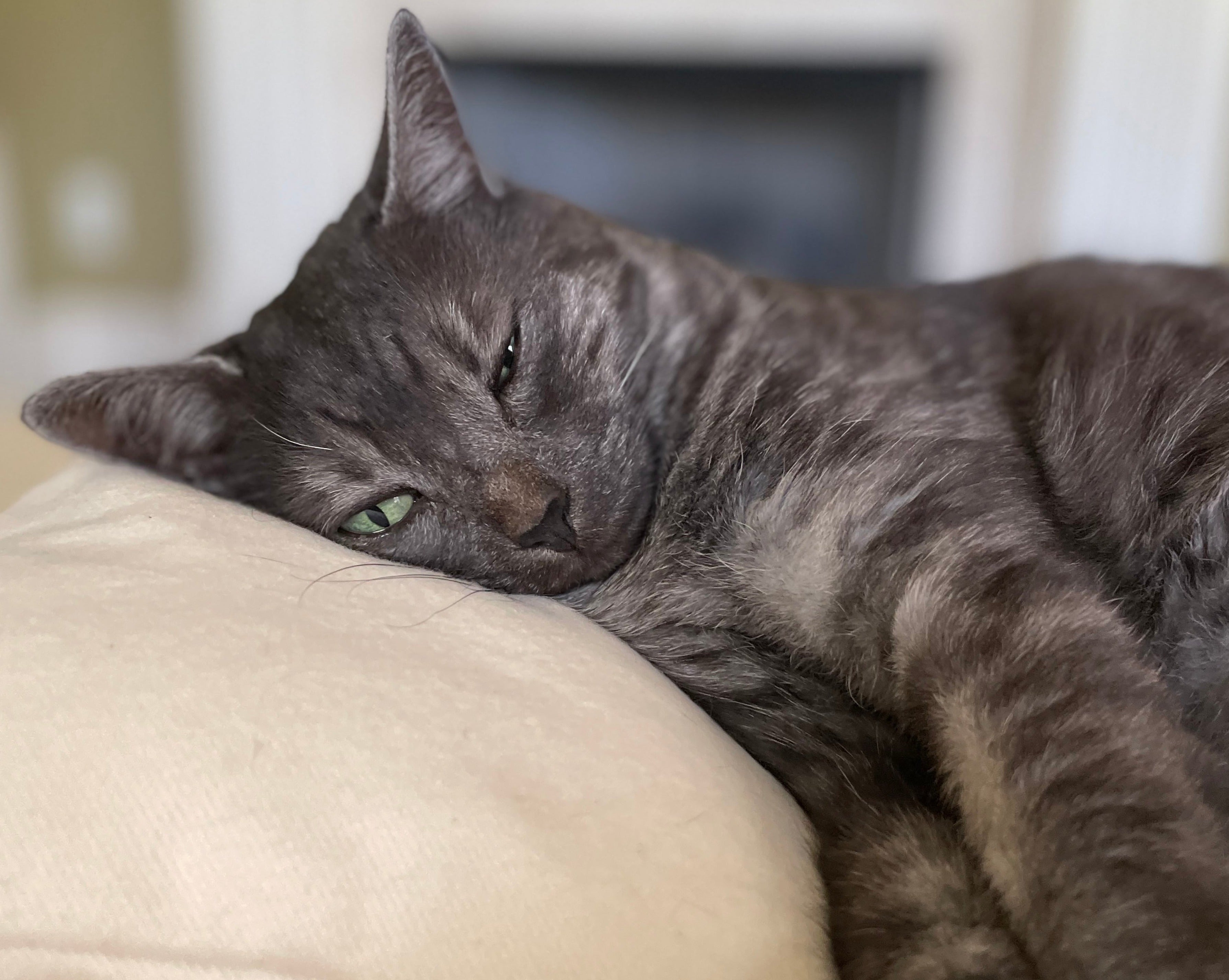 CatHeadPillow