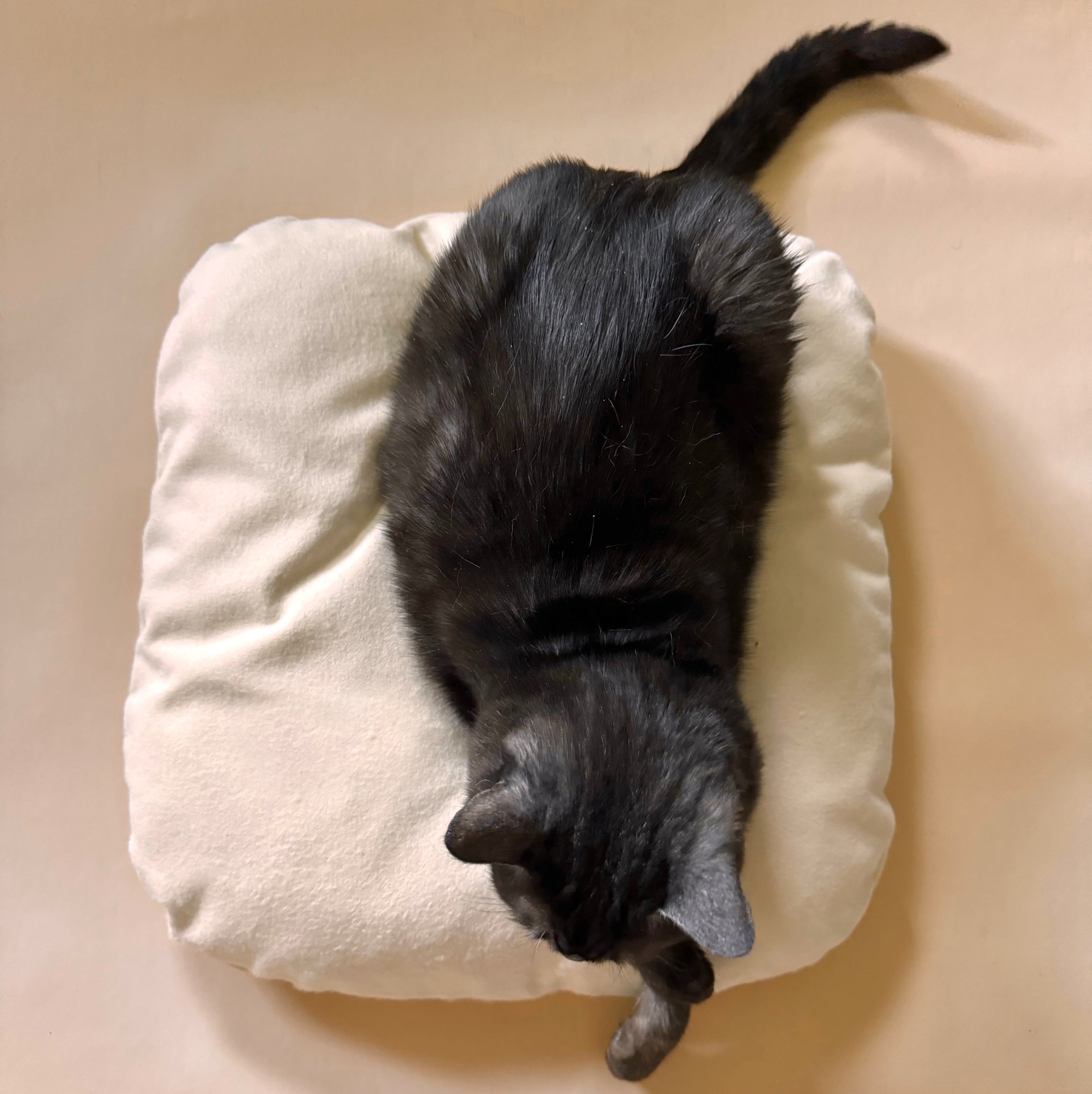 Cat_Cube_Pillow_Baby