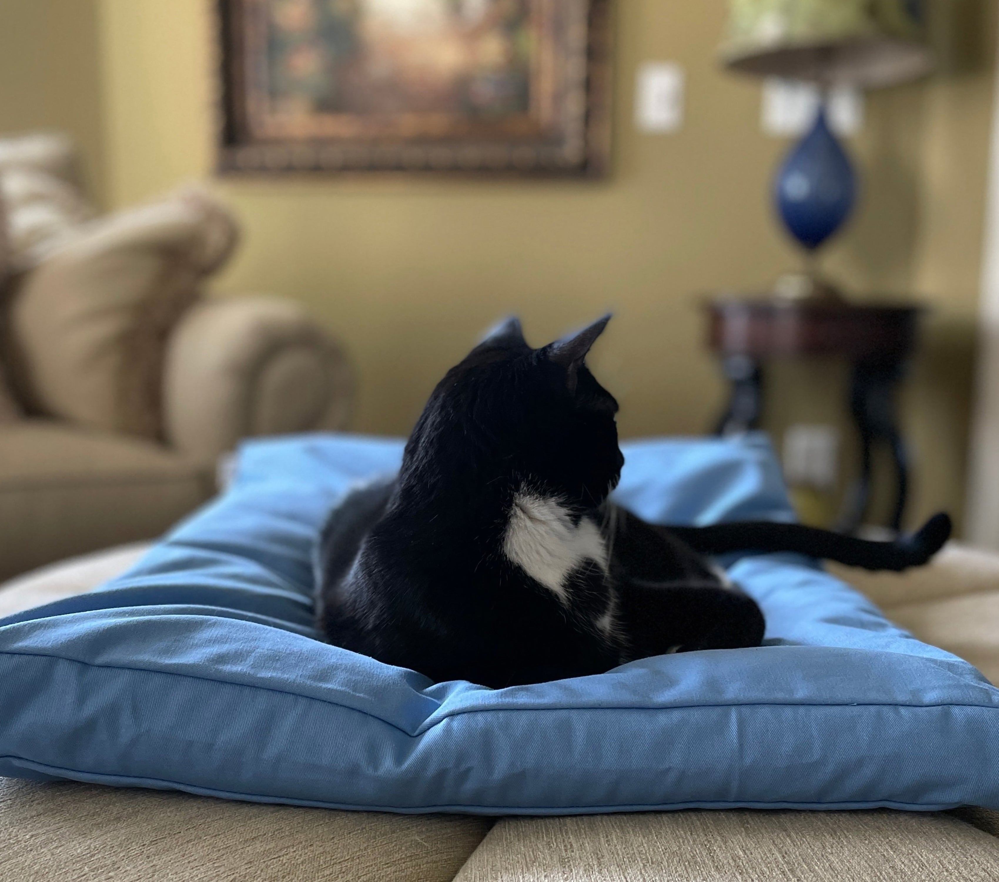 FluffyCatBedPillow