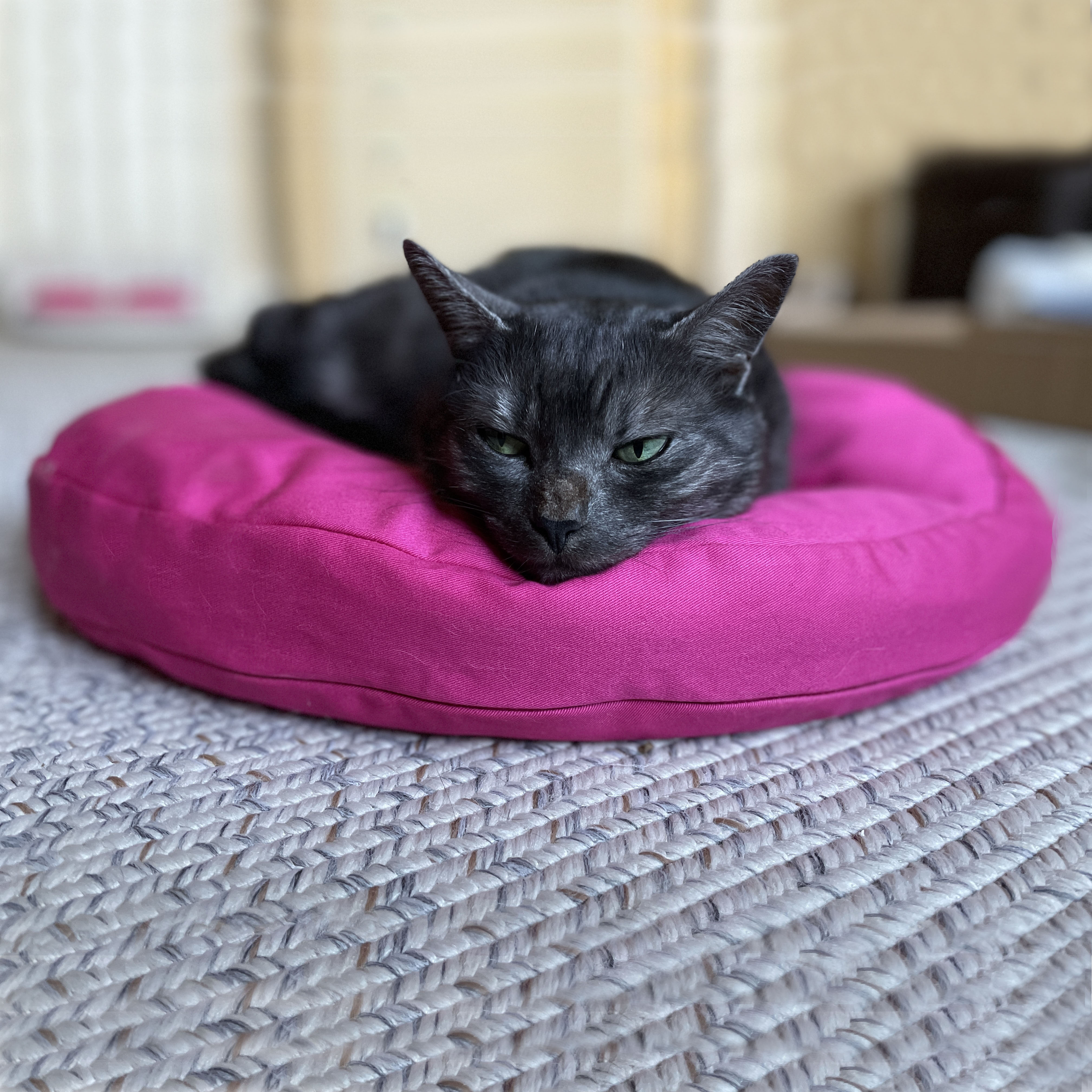 FluffyCatBedRound