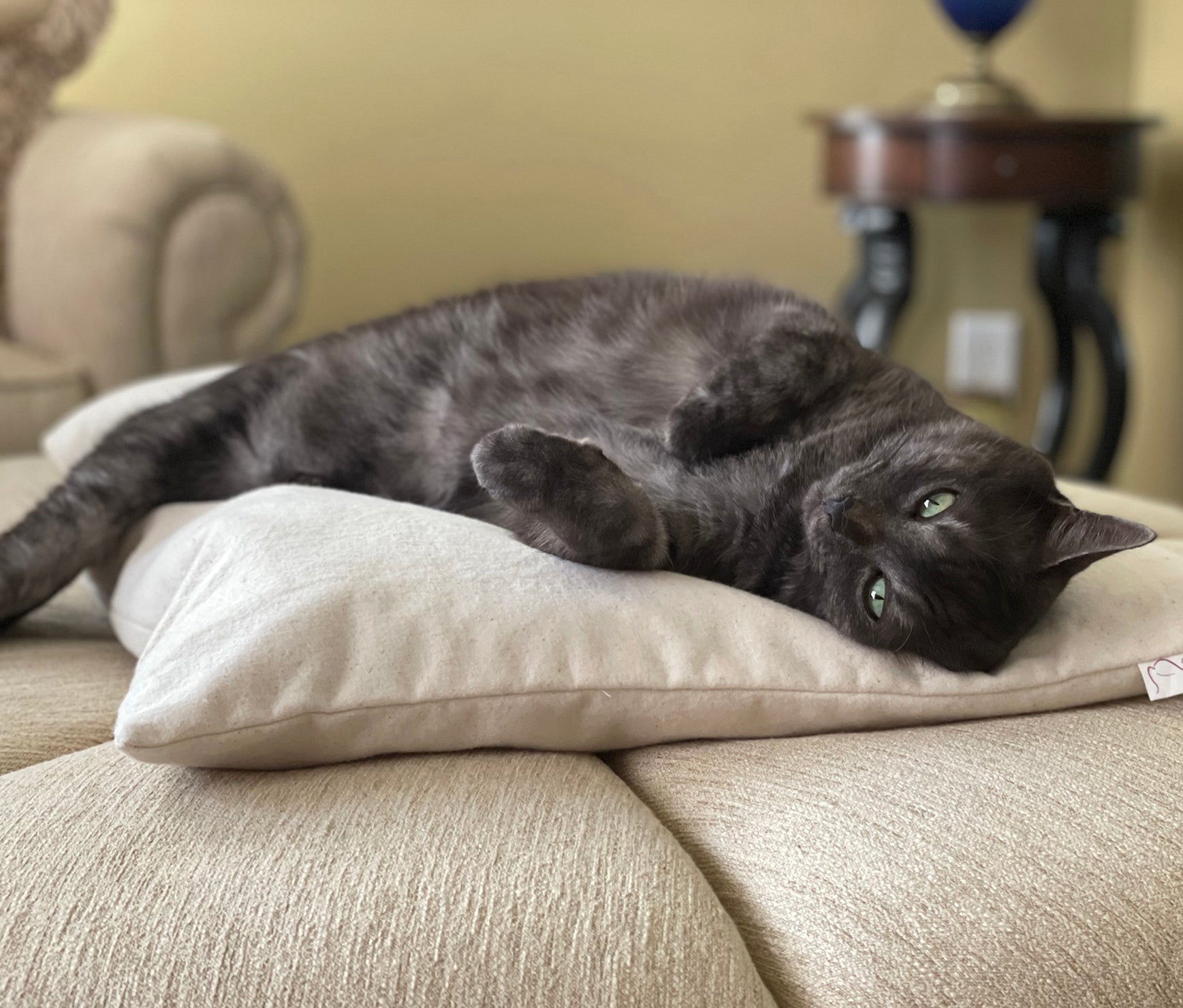 NaturaCatBedPillowLifestyle